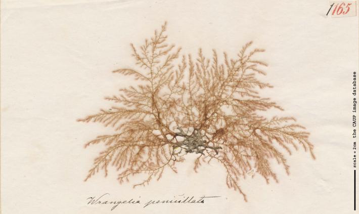 Wrangelia penicillata_165.jpg